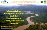 Mesoamerican Biological Corridor and the Environmental Goods, Services and Impacts.