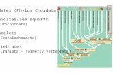Chordates (Phylum Chordata)   Tunicates/Sea squirts (Urochordata)   Lancelets (Cephalochordata)