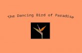 The Dancing Bird of Paradise