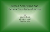 Persea Americana and  Persea Pseudocarolinensis
