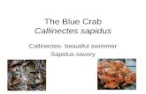 The Blue Crab Callinectes sapidus