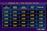 Chapter 24 – The Urinary System