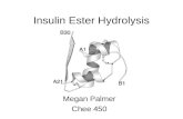 Insulin Ester Hydrolysis