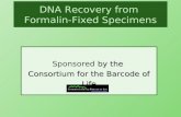 DNA Recovery from  Formalin-Fixed Specimens