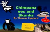 Chimpanzees and Skunks