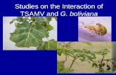 Studies on the Interaction of TSAMV and  G. boliviana