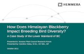 How Does Himalayan Blackberry Impact Breeding Bird Diversity?