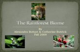 The Rainforest Biome