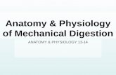 Anatomy & Physiology of Mechanical Digestion