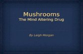 Mushrooms The Mind Altering Drug