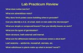 Lab Practicum Review