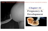 Chapter 16 Pregnancy & Development