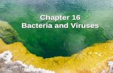 Chapter 16 Bacteria and Viruses