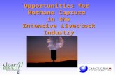 Opportunities for  Methane Capture  in the Intensive Livestock Industry