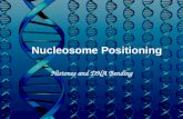 Nucleosome Positioning