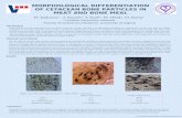 MORPHOLOGICAL DIFFERENTIATION OF CETACEAN BONE PARTICLES IN MEAT AND BONE MEAL