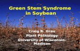 Green Stem Syndrome  in Soybean