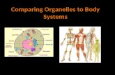 Comparing Organelles to Body Systems