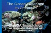 The Ocean Water and Its Creatures