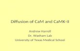 Diffusion of CaM and CaMK-II