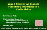 Wood Destroying Insects Potentially Important to a Violin Maker