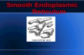 Smooth Endoplasmic        Reticulum
