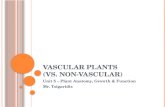 Vascular Plants  (vs. Non-Vascular)