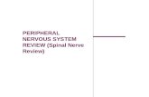 PERIPHERAL NERVOUS SYSTEM REVIEW (Spinal Nerve Review)