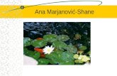 Ana Marjanović -Shane