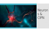 Neurons  & CIPN