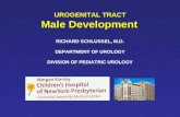 UROGENITAL TRACT Male Development