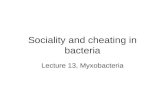 Sociality and cheating in bacteria