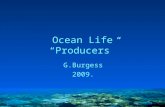Ocean Life “Producers”