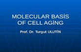 MOLECULAR BASİS OF CELL AGİNG