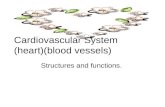 Cardiovascular System (heart)(blood vessels)