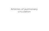 Arteries of pulmonary circulation