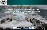 Coccolithophore blooms in the northern Bay of Biscay: results from PEACE project