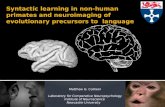 Syntactic learning in non-human primates and neuroimaging of evolutionary precursors to  language