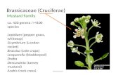 Brassicaceae (Cruciferae)