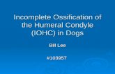 Incomplete Ossification of the Humeral Condyle (IOHC) in Dogs