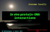 In vivo  protein-DNA interactions