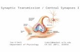 Synaptic Transmission / Central Synapses I