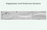 Suppressor and Enhancer Screens