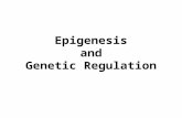 Epigenesis and Genetic Regulation