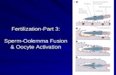 Fertilization-Part 3: Sperm-Oolemma Fusion & Oocyte Activation