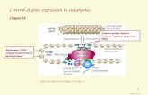 Control of gene expression in eukaryotes