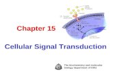 Chapter 15 Cellular Signal Transduction