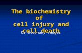 The biochemistry of  cell injury and cell death