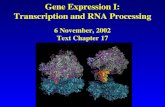 Gene Expression I: Transcription and RNA Processing 6 November, 2002 Text Chapter 17