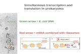 Simultaneous transcription and translation in prokaryotes